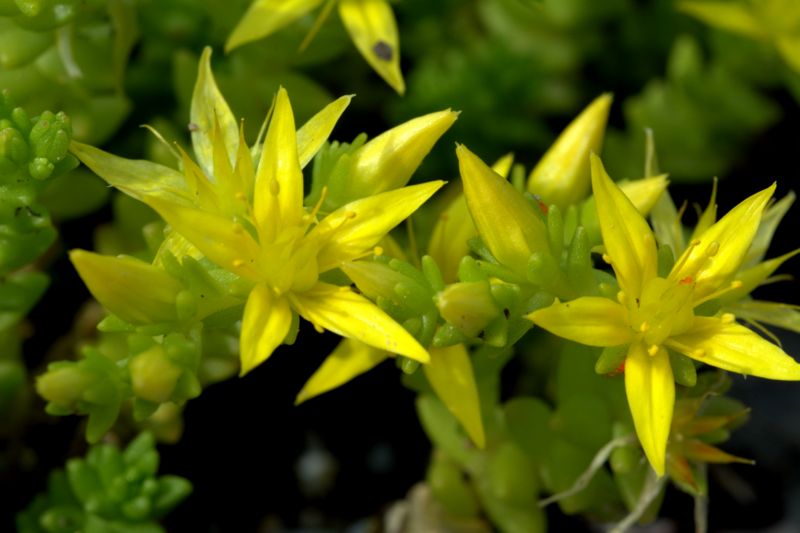 Sedum acre / Borracina acre